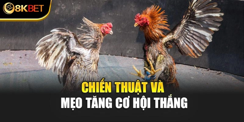 Chiến thuật và mẹo tăng cơ hội thắng