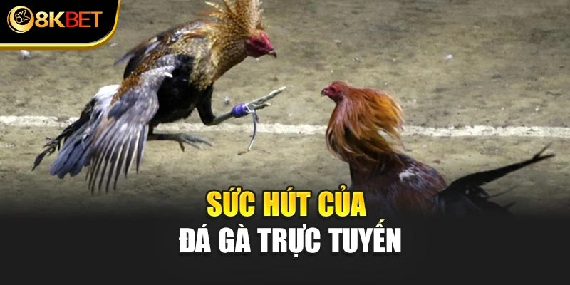 Sức hút của đá gà trực tuyến
