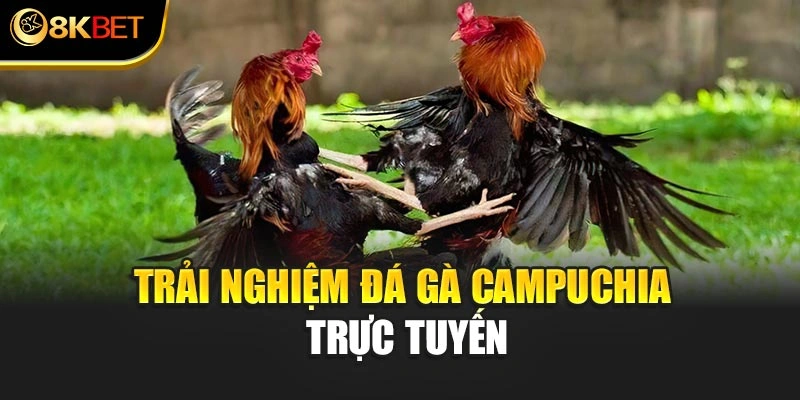Trải nghiệm đá gà Campuchia trực tuyến