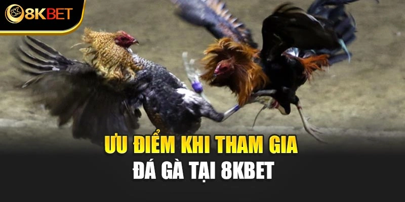 Ưu điểm khi tham gia đá gà tại 8KBET